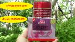 ELISE KEM DƯỠNG TRẮNG DA NGỪA MỤN, CHỐNG NẮNG& GIẢM LÃO HÓA 15G mỹ phẩm thảo dược hoa sen